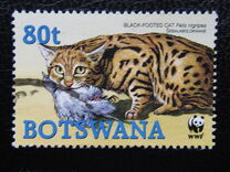 [Endangered Species - Black-footed Cat, type AEH]