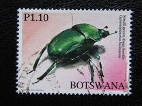 [Beetles of Botswana, Tip AHD]
