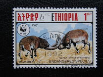 [Walia Ibex, tip ARY]