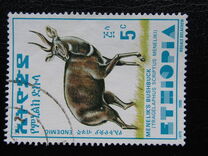 [Menelik´s Bushbuck, type AZF]