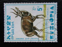 [Menelik´s Bushbuck, typ AZF]
