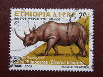 [Rinoceronte. Diceros bicornis., tipo BDR4]