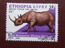 [Rinoceronte. Diceros bicornis., tipo BDR7]