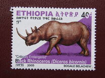 [Rinoceronte. Diceros bicornis., tipo BDR7]