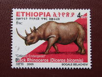 [Rinoceronte. Diceros bicornis., tipo BDR9]