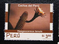 [Cacti, 유형 AVG]