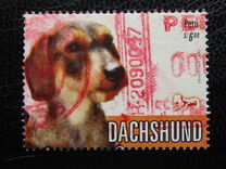 [Pedigree Dogs, jenis BJZ]