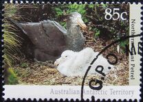 [Antarctic Wildlife, type CN]