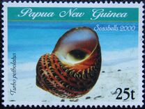 [Sea Shells, tip AEC]