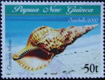 [Sea Shells, tip AED]
