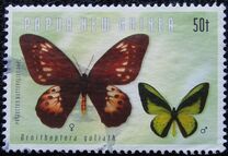 [Birdwing Butterflies, type AGS]