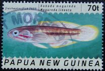[Freshwater Fish, type AJR]