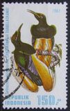 [Birds of Paradise, type AOX]