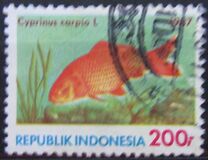 [Fish, tipas AVF]