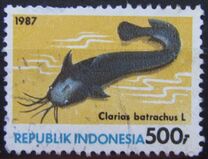 [Fish, tipas AVG]