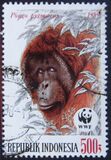 [Endangered Animals - The Orangutan, type AXE]