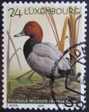 [Ducks, type ARQ]