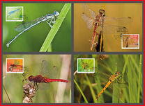 [Insects - Dragonflies, Typ CAM]