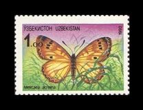 [Fauna - Butterfly, type B]