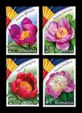 [Peony - The National Flower of Romania, Tip LUM]