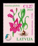 [Flowers - Shingled Gladiolus, प्रकार AHS]