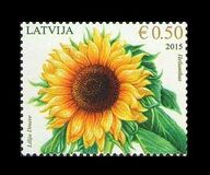 [Flowers - Sunflower, type AAI]