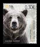 [Fauna - The Brown Bear, veids PM]