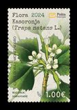 [Flora - Water Chestnut, Tip QD]
