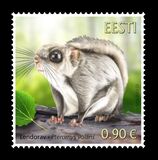 [Fauna - The Siberian Flying Squirrel, type BFO]
