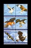 [Birds - Birds of Prey, type TK]