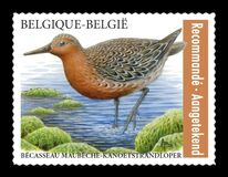 [Birds - Kanoetstrandloper - Red Knot - Registered Letter Stamp, type XLY]