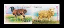 [Breeds of Sheep, Typ ACO]