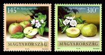 [Flora - Fruits, 类型 GXN]