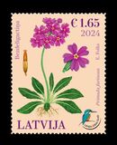 [Flowers - Bird's Eye Primrose, タイプ ALE]