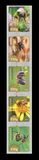 [Insects - Wild Bees, סוג CAA]