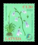 [Flora - Water Lobelia, type AIY]