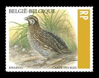 [Quail, tipas FMX]