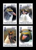 [Macaroni Penguins (Eudyptes chyrsolophus), වර්ගය BDN]
