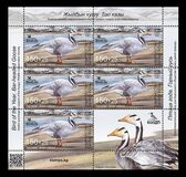[Bird of the Year - The Bar-headed Goose, тип AWA]