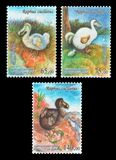 [The Dodo (Raphus cucullatus), typ AUQ]