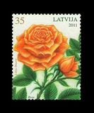 [Flowers - Rose, प्रकार UY]