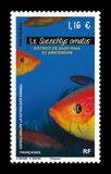 [Marine Life - Suezichthys ornatus, प्रकार AQA]