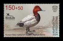 [Birdlife International - The Common Pochard, type AYB]