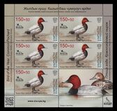 [Birdlife International - The Common Pochard, type AYB]