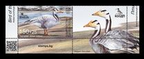 [Bird of the Year - The Bar-headed Goose, тип AWA]