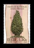 [Estonian Forest Trees - The Common Juniper, տեսակ DIJ]