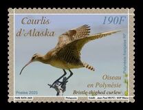 [Birds - Bristle-thighed Curlew, type BFJ]