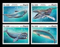 [Marine Life - Whales, 類型 BOQ]