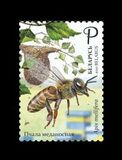 [Beekeeping in Belarus, Typ BBO]