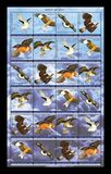 [Birds - Birds of Prey, type TK]